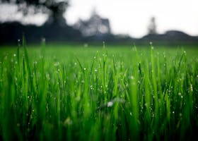 Close-up of lush green grass covered with morning dew in a rural field.